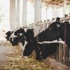 Ajutor de stat pentru crescătorii de bovine de carne și bubaline în contextul crizei din Ucraina