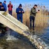 CRE a populat Lacul Bacău cu 12.000 de exemplare de crap