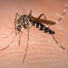 De ce autoritățile susțin că malaria se răspândește în România în plină iarnă?