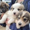 Dinu Păncescu: Unii care nu au organizat în viața lor o acțiune spun că 800 de câini sterilizați pe an sunt puțini
