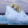O imagine uimitoare a unui urs polar adormit pe un aisberg în derivă, câştigătoare a premiului „Wildlife Photographer of the Year People’s Choice Award”. Fotografia unui român, între cele finaliste/ FOTO