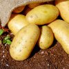 Executivul a aprobat o nouă schemă de ajutor de stat pentru susţinerea producţiei de cartofi