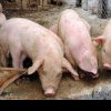 Guvernul a adoptat o hotărâre care stabileşte preţurile privind despăgubirile acordate proprietarilor de animale pentru pagubele suferite din cauza Pestei Porcine Africane
