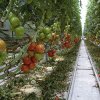 Guvernul a adoptat o ordonanţa de urgenţă care instituie o schemă de ajutor de stat pentru compensarea parţială a pierderilor suferite la culturile de tomate şi usturoi
