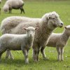 România va putea vinde ovine şi carne de ovine în Algeria. Autorităţile române au fost notificate oficial despre agrearea certificatelor sanitare veterinare pentru astfel de exporturi