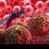 Țările cu risc crescut de malarie. MAE îi avertizează pe românii care vor să meargă aici