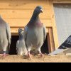 Familia extinsă a unui columbofil – porumbeii