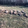 Nenorocire la Arad: Zeci de căprioare moarte pe câmp