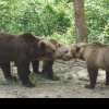 Uciderea urșilor recidiviști. Se va modifica legea