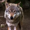 Imagini cu lupii din Parcul Național Defileul Jiului. „Pentru că forța haitei stă în lup și forța lupului stă în haită” – Video