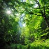Asociația Casa Bună și RISE Project au lansat o petiție pentru salvarea pădurilor bătrâne ale României