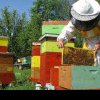 Apicultorii încep treaba pentru a pregãti albinele sã culeagã din flori!