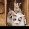 „Casa ororilor”. Peste 100 de pisici moarte au fost găsite într-un congelator sau îngropate în grădina unei locuințe din sudul Franței