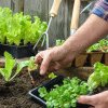 Cum se face plantarea si ce lucrãri se fac în februarie în grãdina de legume