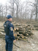Prinși la furat lemne! Jandarmii vasluieni au depistat 20 de persoane care au dat iama cu drujbele prin pădurile locale