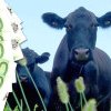 Subvenții pentru fermierii care cresc vaci și bivolițe: o sută de euro per animal