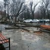 Primarul din Rădăuți Bogdan Loghin a dispus inventarierea tuturor copacilor cu risc de prăbușire după ce un copac a căzut în fața primăriei (FOTO)