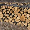 Trei ocoale silvice au la dispoziție peste 7.500 de metri cubi de lemne de foc pentru populație