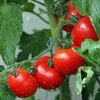Ajutor de stat pentru compensarea parțială a pierderilor la cultura de tomate în spații protejate