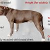 Deținerea unui câine rasa XL Bully, o infracţiune în Marea Britanie