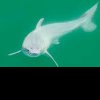 Pui nou-născut din specia de rechin marele alb, fotografiat pentru prima dată(STUDIU)