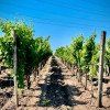 Industria viticolă românească s-a dezvoltat în 2023. Numărul cramelor autohtone a crescut cu peste 10%