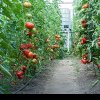 Florin Barbu: Fermierii români primesc jumătate din bani mai devreme! | Guvernul a aprobat modificări importante privind subvențiile pentru legumicultori