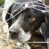 Câine lăsat în lanț, fără apă și hrană, într-o localitate din Hunedoara.Proprietarul are dosar penal