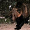 Premieră în istorie: Alertă de urs la Brăila. Zeci de oameni caută animalul ajuns în Câmpia Bărăganului