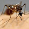 MAE avertizează românii care pleacă în țările afectate de creșterea cazurilor de îmbolnăvire cu „ malarie de import”