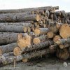 Aproximativ 3.100 de metri cubi de material lemnos confiscaţi de poliţişti, în 2023 în Harghita