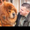 Boss Phantom, cel mai frumos Mastiff Tibetan din lume împlinește, astăzi, 7 ani