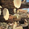 Harghita: Aproximativ 3.100 de metri cubi de material lemnos confiscaţi de poliţişti, în 2023