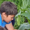 Peste 3.000 de elevi din Harghita au participat anul trecut la programul ‘Micii Grădinari’