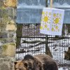 Ursul a vestit astăzi primăvara, la Grădina Zoologică din Târgu Mureș