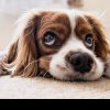 10 obiceiuri ciudate ale câinilor. Cum trebuie interpretat dormitul încolăcit sau faptul că au nasul mereu umed
