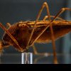 Alertă după decesele provocate de malarie. Autoritățile sanitare recomandă vaccinarea pentru cei care pleacă în vacanțe exotice