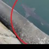 Apariție rară pe litoralul românesc! Un rechin, filmat aproape de suprafața apei, în Portul Constanța VIDEO