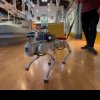 Câinii robot, controlați cu ajutorul Inteligenței Artificiale, noile ajutoare pentru nevăzători