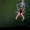 Cum să scapi de păianjeni în mod natural: ce mirosuri îi țin departe