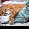 De ce pisicile dorm la picioarele stăpânilor? Motivul incredibil pentru care fac acest lucru