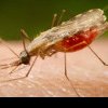 Deces provocat de MALARIE la Spitalul Clinic de Boli Infecțioase și Tropicale ”Dr. Babeş”. Semanl de alarmă tras de medici