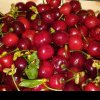 Fructele care au devenit un lux: Primele cireșe apărute în piață costă 249 de lei kg!