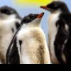 Gripa aviară a ajuns în Antarctica! Risc uriaș pentru coloniile de pinguini