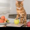 Lista completă de fructe și legume pe care le poate mânca o pisică. Toate alimentele vegetale sigure pentru felina ta