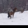 Lupii fac ravagii în Covasna. Animalele au mâncat și câini, inclusiv din curțile oamenilor - FOTO