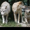 Lupii mutanți de la Cernobîl ar fi devenit rezistenți la cancer, arată un studiu. Misterele din Zona Interzisă