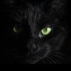Pisicile negre aduc ghinion? Două dintre țările preferate de români le consideră norocoase: explicațiile din spatele acestei credințe