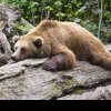 Premieră în România: ALERTĂ de urși în județul Brăila, în zona de câmpie. A fost emis un mesaj RO ALERT