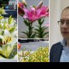 Primarul din Botoșani acuzat că și-ar fi angajat presupusa amanta a plantat în oraș florile ei preferate - FOTO